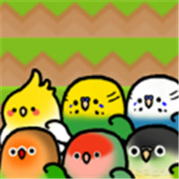 鹦鹉朋友下楼梯