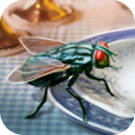 模拟苍蝇生存v1.0.0