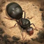 荒野蚂蚁模拟