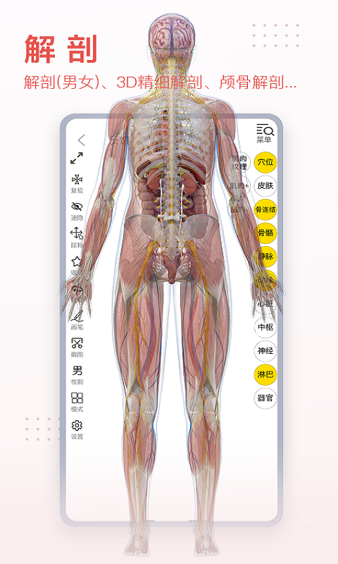 3Dbody解剖截圖