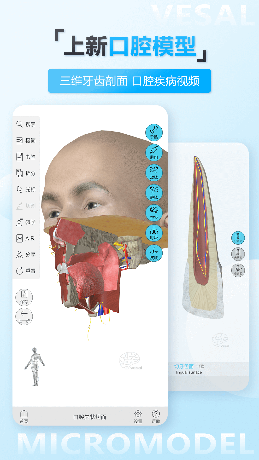 維薩里3D解剖截圖