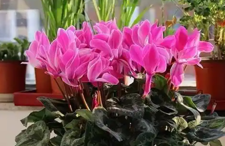 養(yǎng)花種花