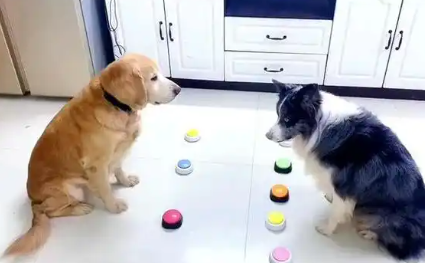 狗狗对话