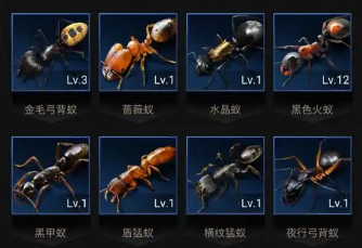 蚂蚁经营