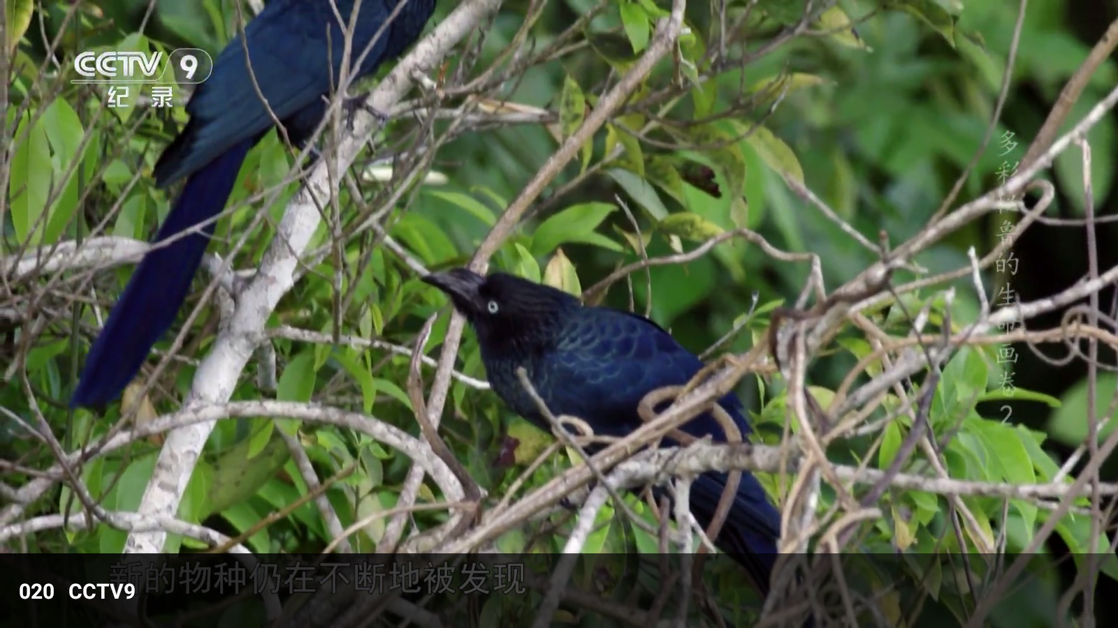 新現(xiàn)代TV版截圖