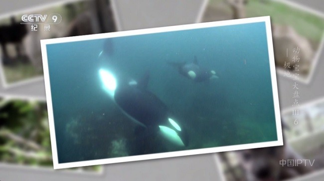 晨瑞電視TV盒子截圖