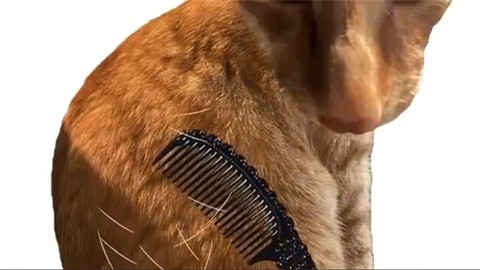 给猫梳毛截图