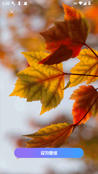 口袋免费壁纸高清版截图